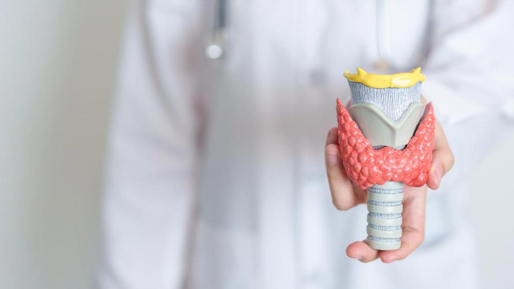 Un doctor care tine in mana un model din plastic al tiroidei