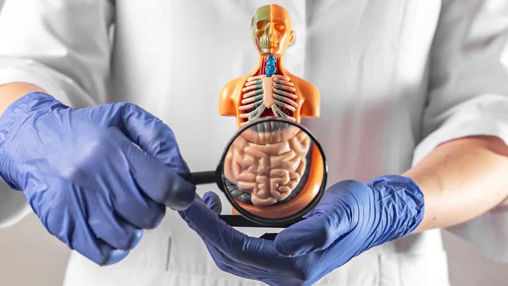medic examineaza cu lupa o macheta a corpului uman si a colonului