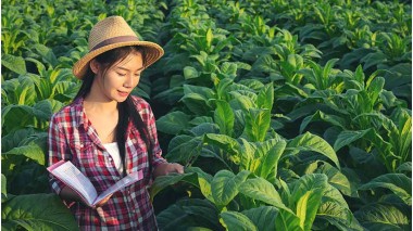 Tipuri de plante care produc nicotină: Câte există și care sunt diferențele