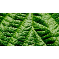 Ce plante se pot fuma - despre tutun și înlocuitorii săi